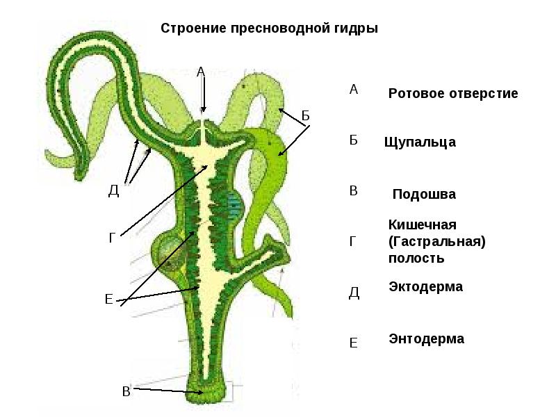 Кракен сайт работает